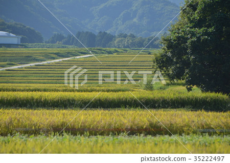 Rural scenery (Sado Island / Niigata Prefecture) 35222497