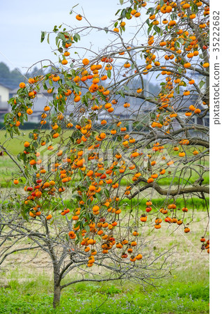 Landscape with oak tree Landscape with oak tree 35222682