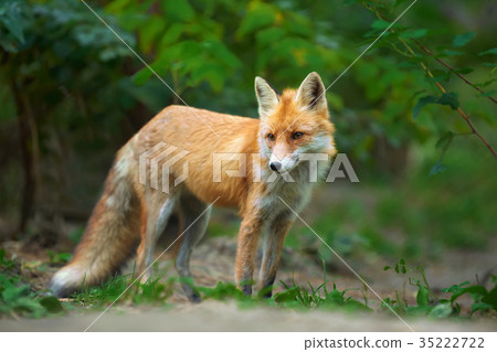 Portrait of a red fox (Vulpes vulpes) 35222722