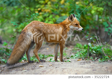 Portrait of a red fox (Vulpes vulpes) 35222724