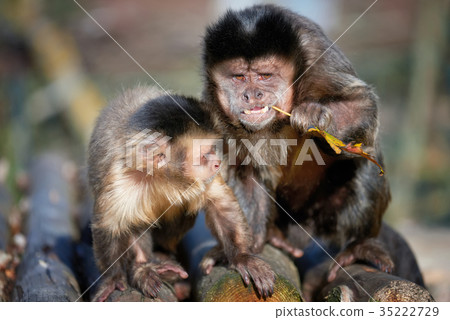 Capuchin monkey Capuchin monkey 35222729