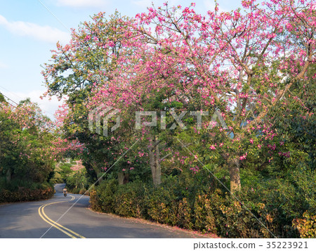 Beautiful tree blossoming country road 35223921