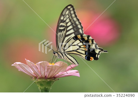 Besshi和Namiageha 35224090