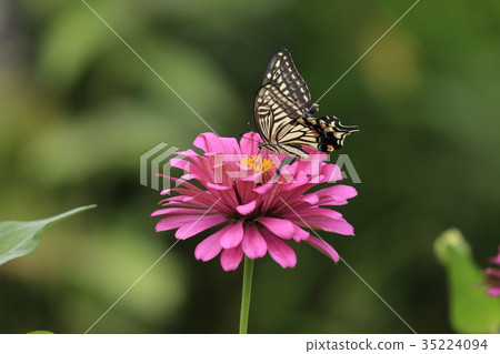 Besshi and Namiageha 35224094