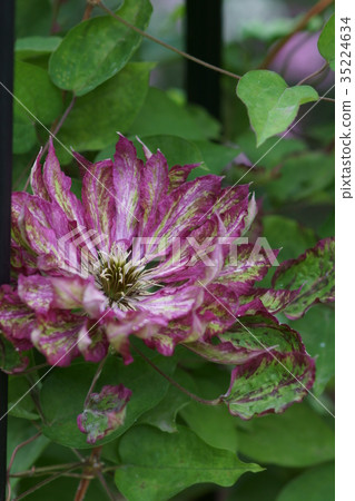 Clematis flower flame Kaen flower language is "mental beauty" 35224634