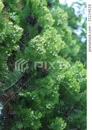 Kote Tei Konotegashiwa Fruit 35224638