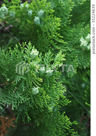 Kote Tei Konotegashiwa Fruit 35224639