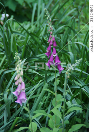 侮辱手套Zigitaris Flower語言是“可愛的” 35224642