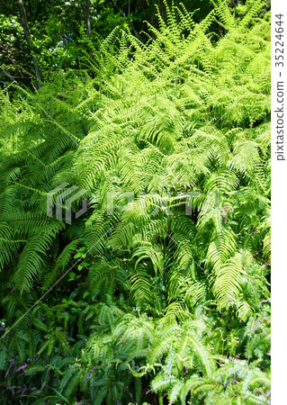 Phenotypic flower language is "magic" Season word is "new year" Phenotypic flower language is "magic" Season word is "new year" 35224644