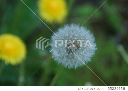 西甘英蒲公英花語是“衷心的愛” 35224656