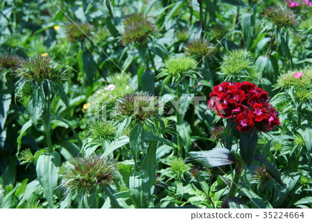 鬍子頭髮鬍子nessico花語是“禮貌的” 35224664