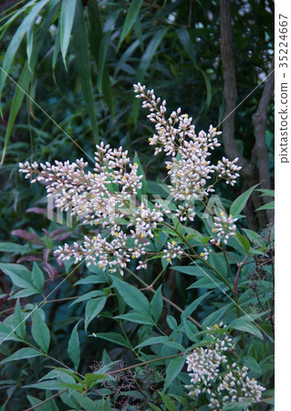 Flower of south heaven flower language is "love love" 35224667