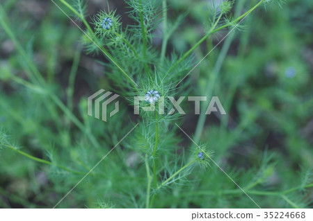 Black Seeds Nigella Flower language is "embarrassed" 35224668