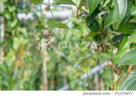 Bamboo grass 35224857