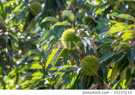 Chestnut  35225214
