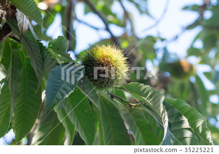 Chestnut Chestnut 35225221