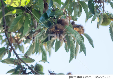 Chestnut Chestnut 35225222
