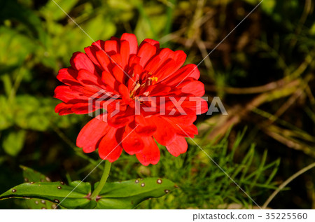 Persimmon chrysanthemum, plants, flowers, pertussis 35225560
