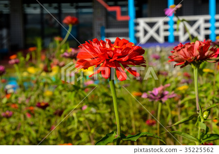 柿子菊,植物,花卉,百日咳 柿子菊,植物,花卉,百日咳 35225562