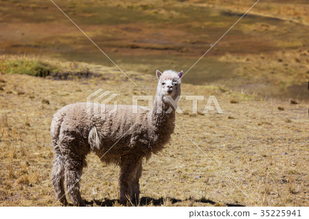 Alpaca 35225941