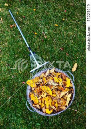 Autumn leaves Autumn leaves 35225949