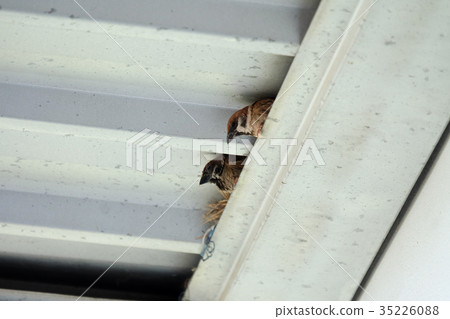 Two sparrows nest under the roof with gaps. 35226088