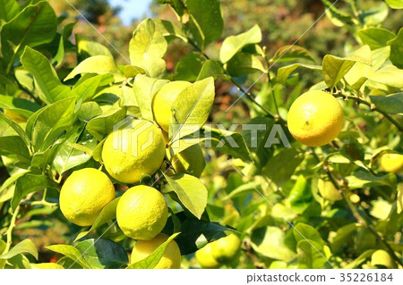Setonai lemon 35226184