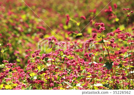紅色的花朵 紅色的花朵 35226562