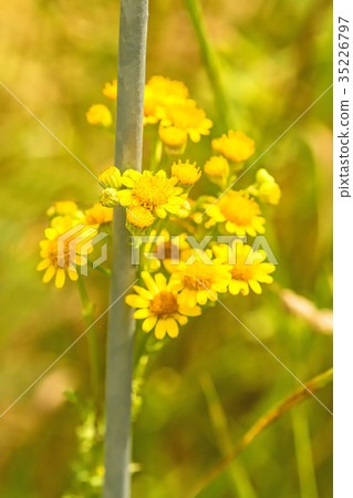 ragwort, Senecio jacobaea, toxic plant 35226797