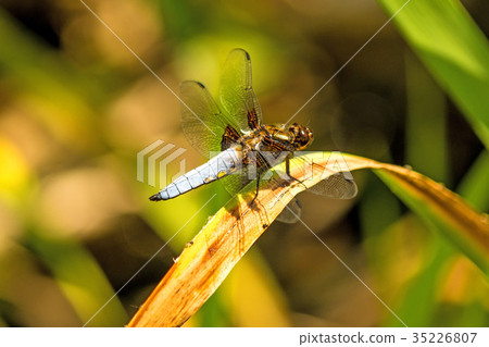 Broad-bodied chaser sitting at a pond 35226807