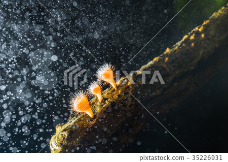 Orange mushroom ,Champagne mushroom  35226931