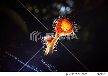 Orange mushroom ,Champagne mushroom 35226984