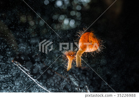 Orange mushroom ,Champagne mushroom 35226988