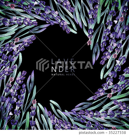 Watercolor lavender design Watercolor lavender design 35227338