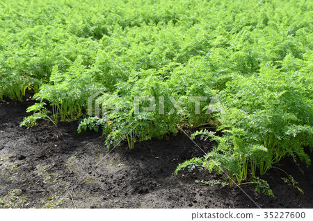胡蘿蔔田 35227600