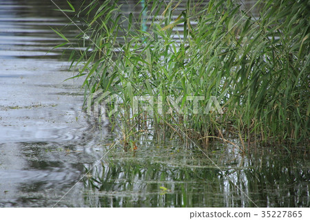 Reed of Lake Biwa 35227865