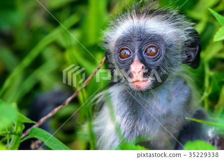 Baby Zanzibar red colobus or Procolobus kirkii Baby Zanzibar red colobus or Procolobus kirkii 35229338