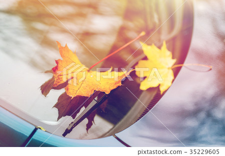 close up of car wiper with autumn leaves close up of car wiper with autumn leaves 35229605