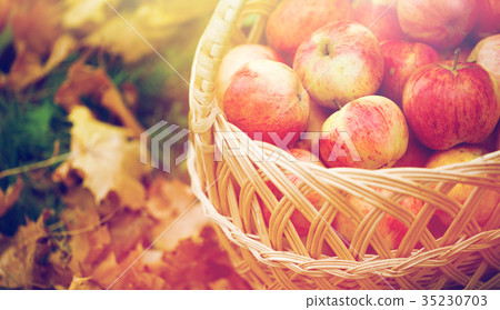 wicker basket of ripe red apples at autumn garden wicker basket of ripe red apples at autumn garden 35230703