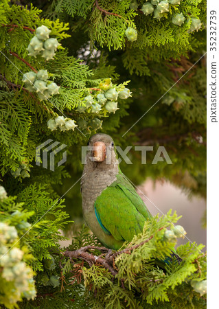 MS Monk Parakeet parrot (Myiopsitta monachus)  35232739