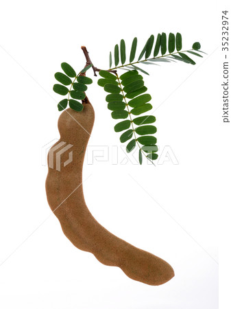 Tamarind on white background Tamarind on white background 35232974