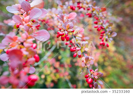 Autumn leaves background in selective focus. Autumn leaves background in selective focus. 35233160