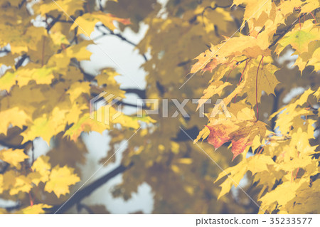 Autumn. Fall scene. Beauty nature scene trees 35233577