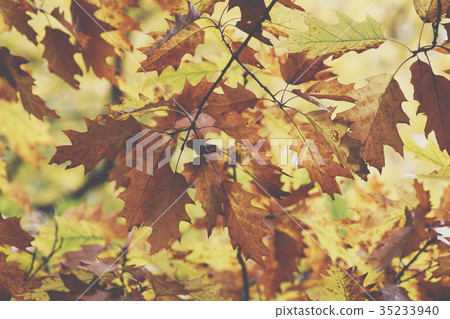 Oak tree. Autumn. Fall scene. Oak tree. Autumn. Fall scene. 35233940