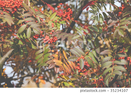 Bright rowan berries.Autumn. Fall scene.  35234107