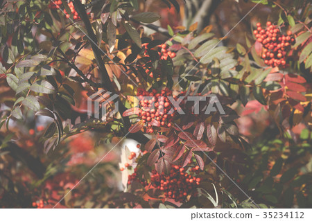 Bright rowan berries.Autumn. Fall scene.  35234112