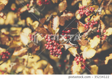 Bright rowan berries.Autumn. Fall scene.  35234122