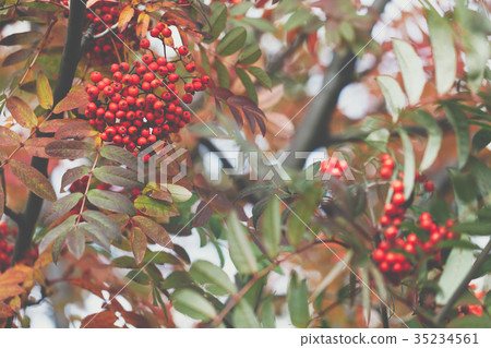 Rowan. Season of beautiful autumn leaves Rowan. Season of beautiful autumn leaves 35234561