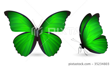 Set of colorful butterflies. Front and side view Set of colorful butterflies. Front and side view 35234803