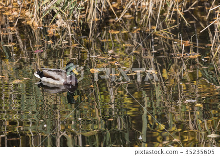 Colorful Mallard Drake in a autumn lake. Colorful Mallard Drake in a autumn lake. 35235605